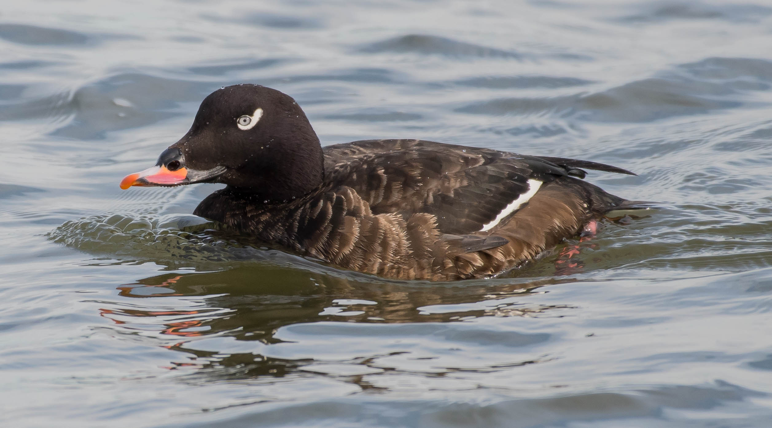 White-winged Scoter is among the unexpected species that have been spotted from East River Park. Photo: Mark Schroeder/Audubon Photography Awards