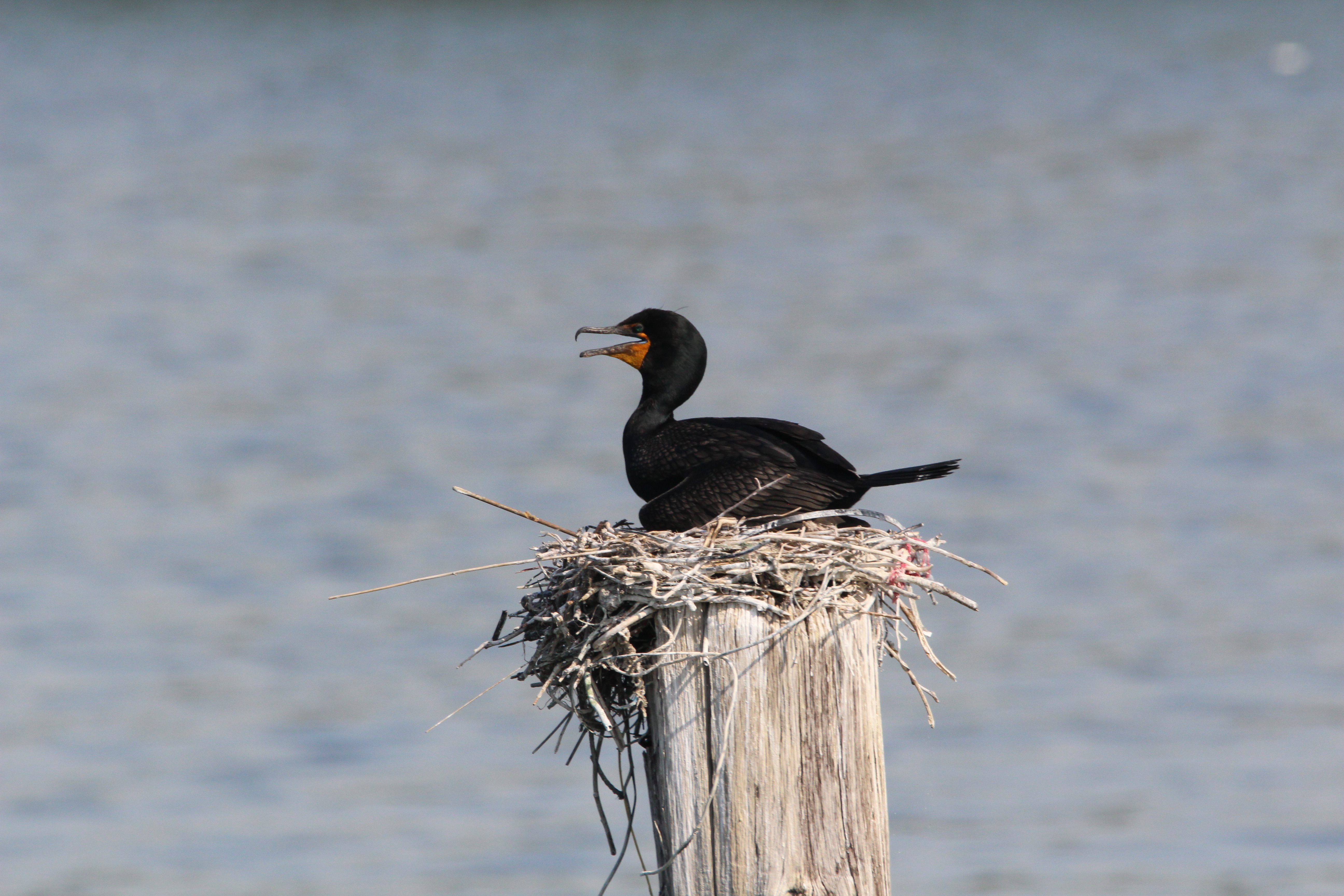 Double-crested Cormorants nest on pilings near Heritage Park. Photo: <a href=\"https://www.flickr.com/photos/89780664@N05/\" target=\"_blank\">Dave Ostapiuk</a>