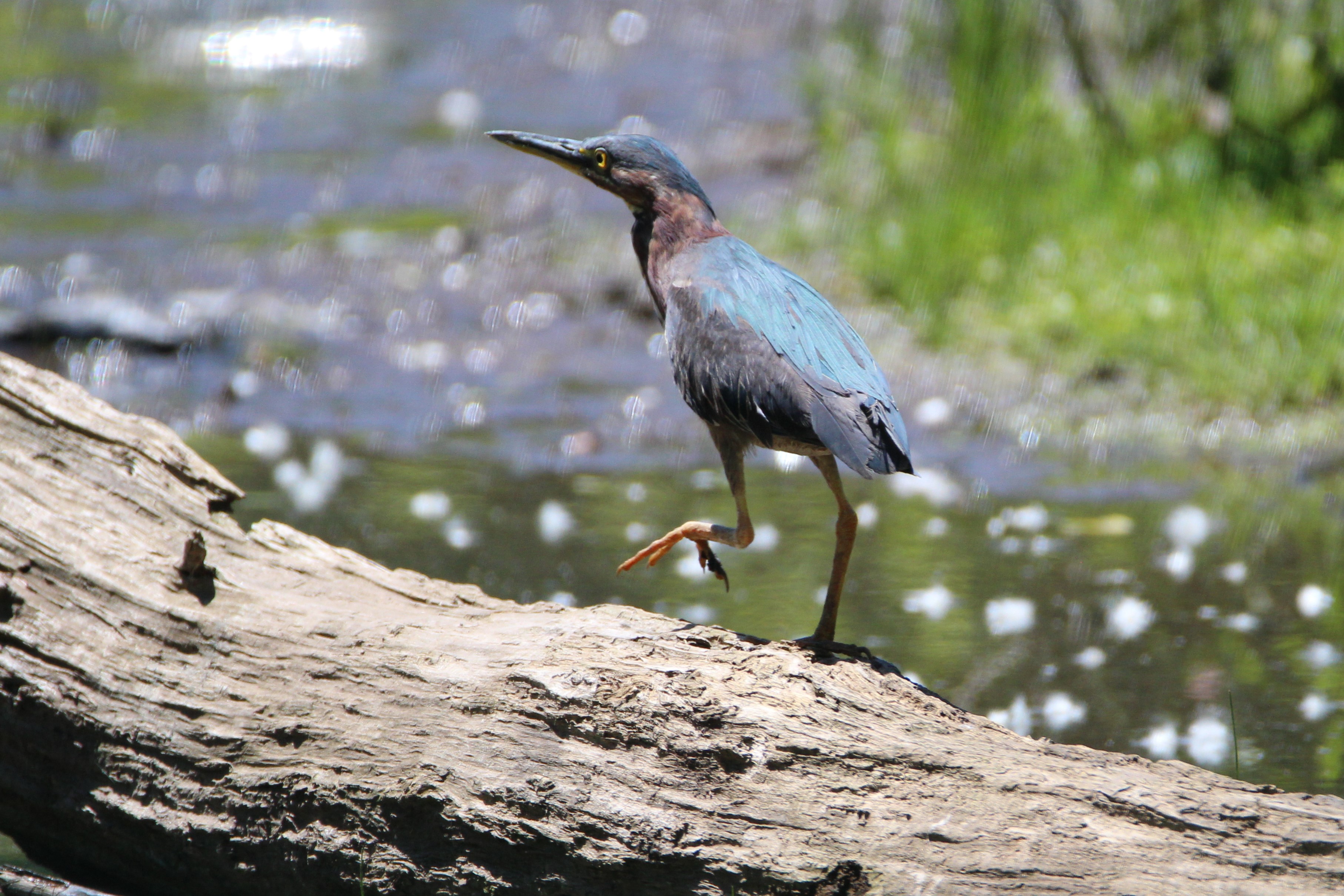 Green Heron find suitable habitat in Willowbrook Park. Photo: Dave Ostapiuk