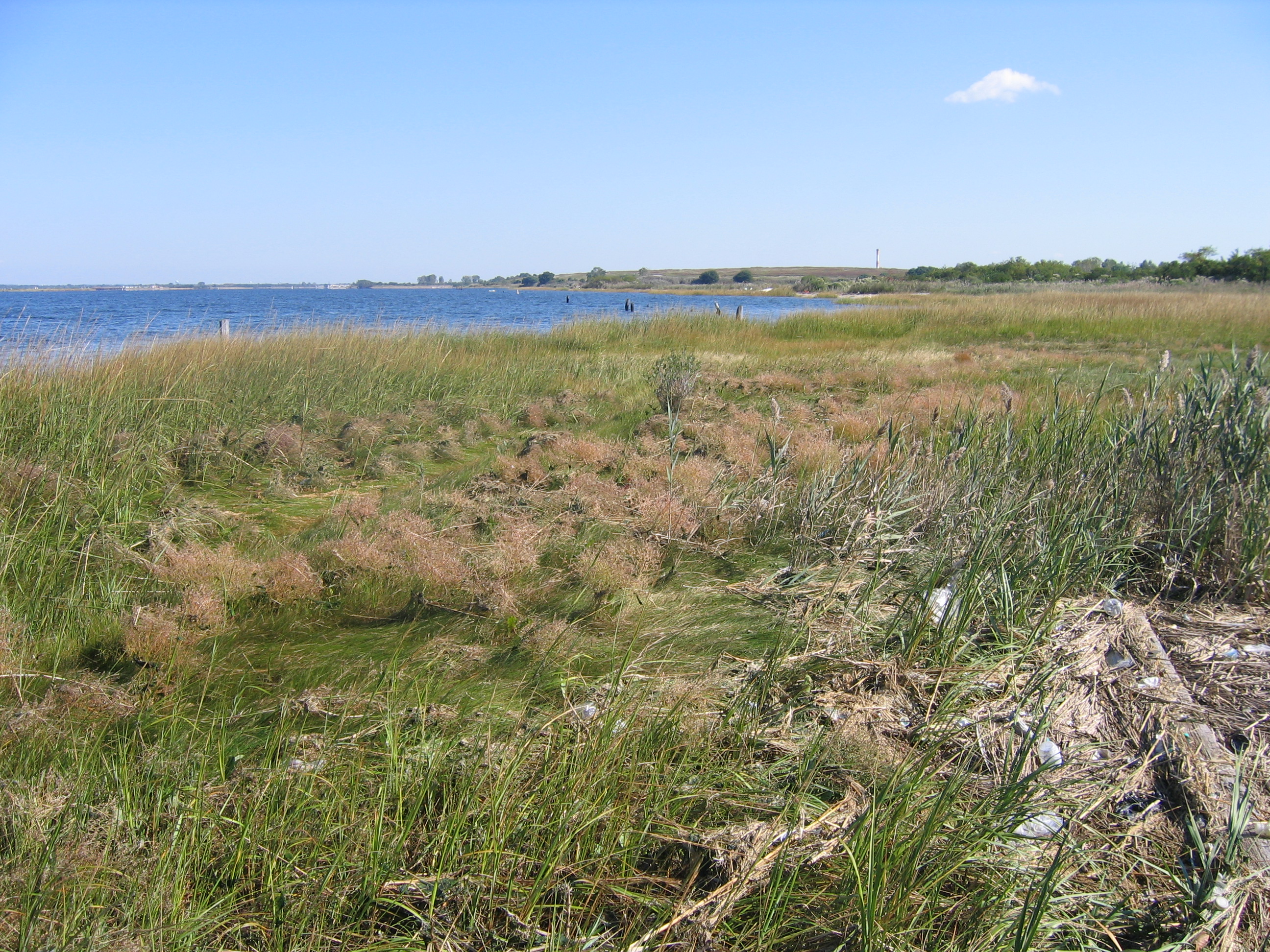 The Salt Marsh of Dubos Point. Photo: Marielle Anzelone