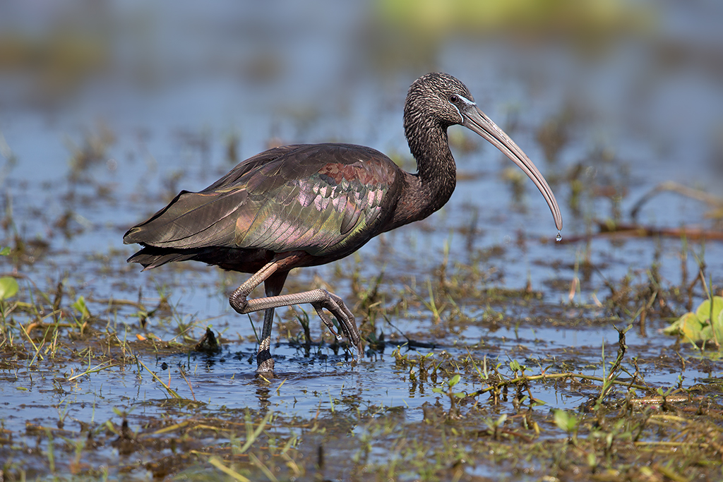 Glossy Ibis, which nest on the nearby Harbor Heron Islands, may occasionally be found foraging in the wetlands of Floyd Bennett Field. Photo: David Speiser