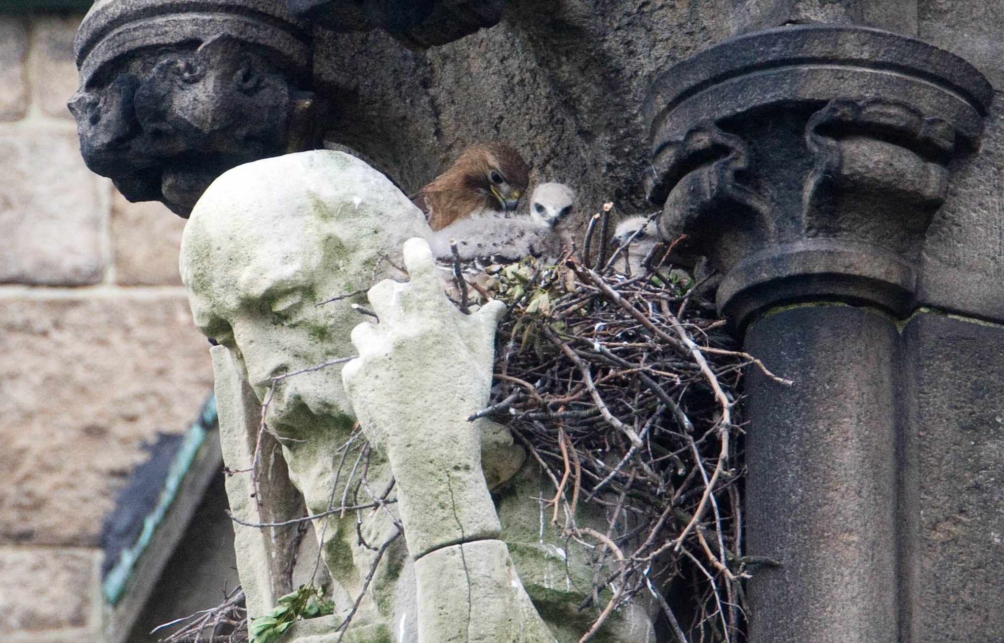The Red-tailed Hawk nest on nearby St. John the Divine Cathedral moves around, but at times has sat on the shoulder of Saint Andrew. Photo: Bruce Yolton