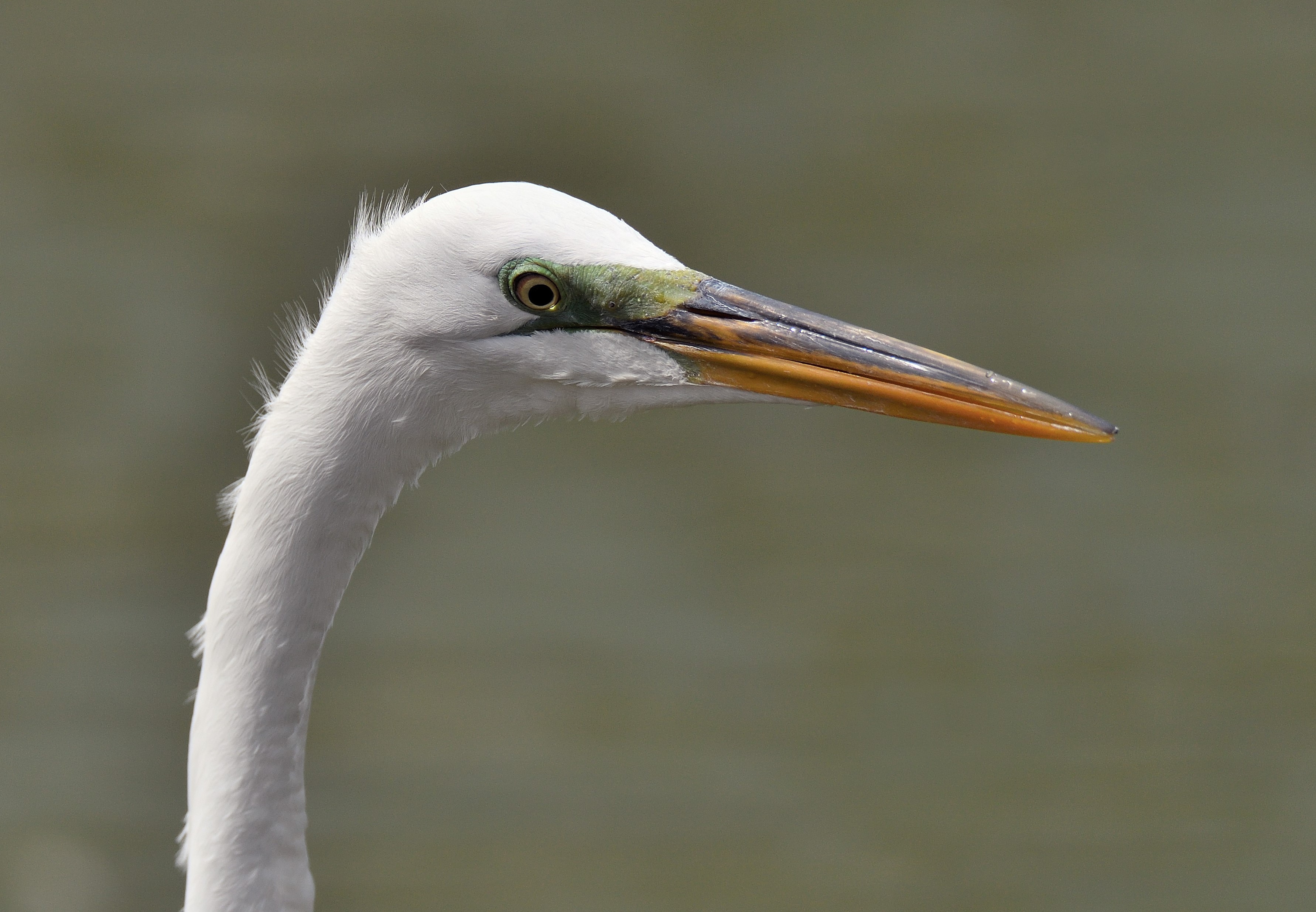Locally nesting waders like this Great Egret, as well as Black-crowned Night-Heron and Great Blue Heron, sometimes visit Morningside Park’s lake. Photo: Terence Zahner