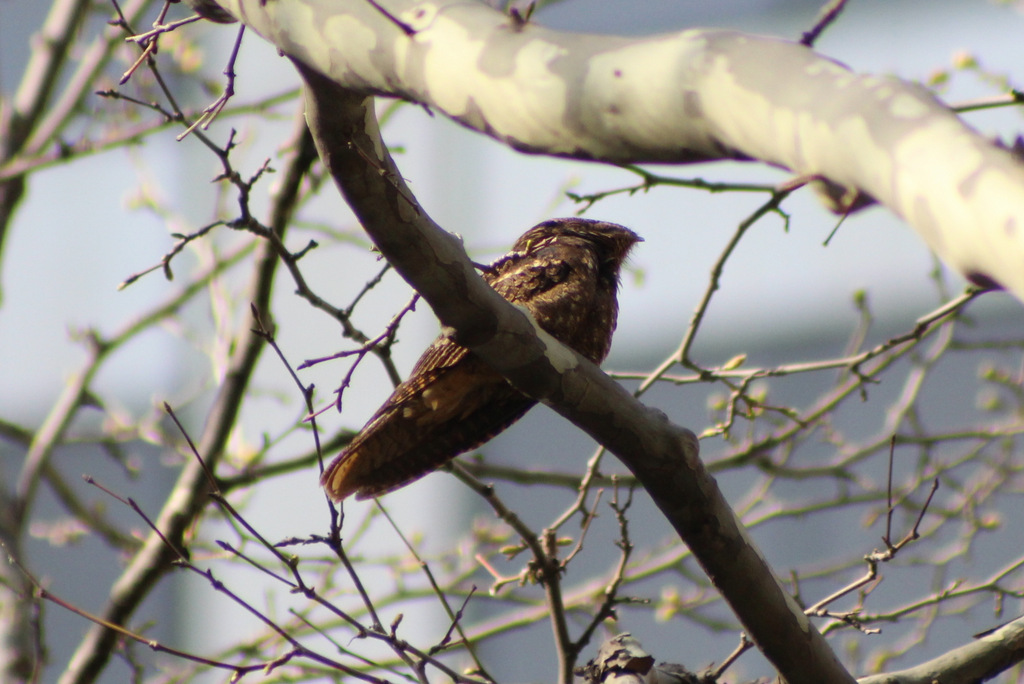 A Chuck-will’s-widow preens atop a London Plane tree branch, high above the hubbub of Bryant Park. Photo: Amanda/CC BY-NC 2.0