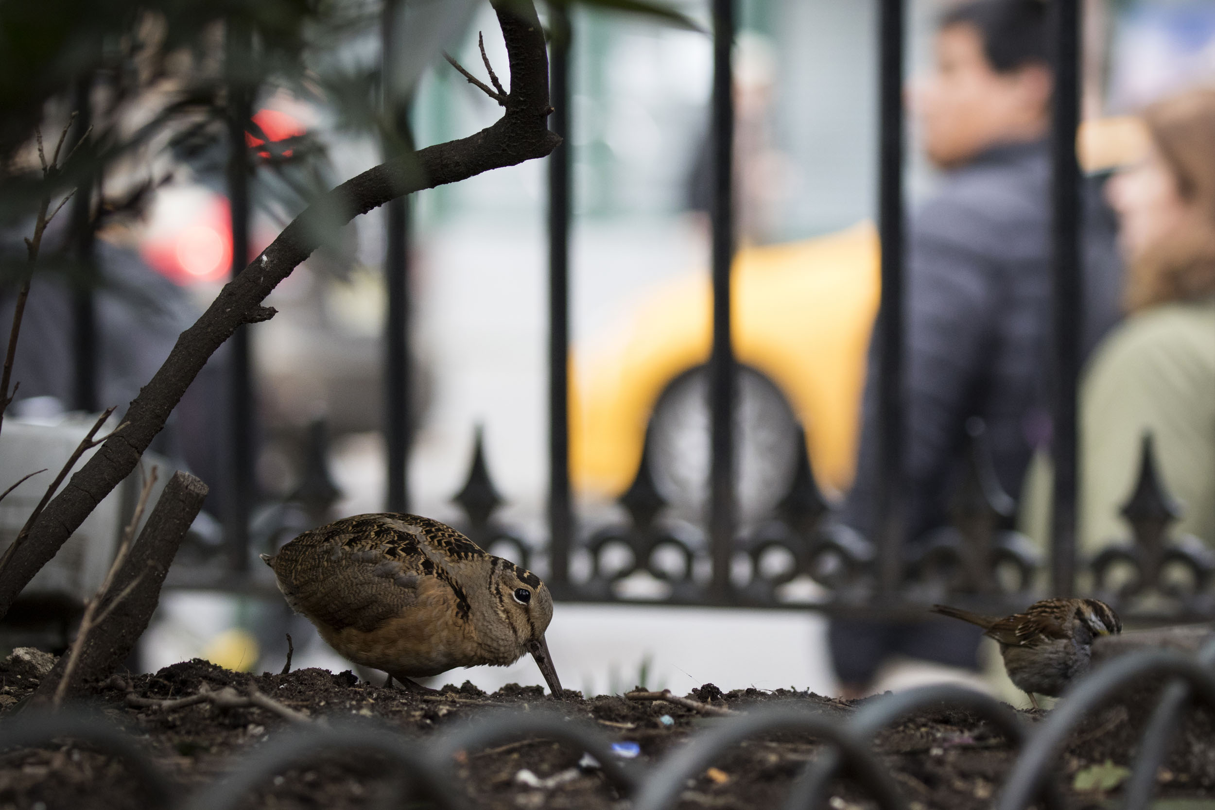 An American Woodcock and White-throated Sparrow go about their business under the shrubbery of Bryant Park. Photo: François Portmann