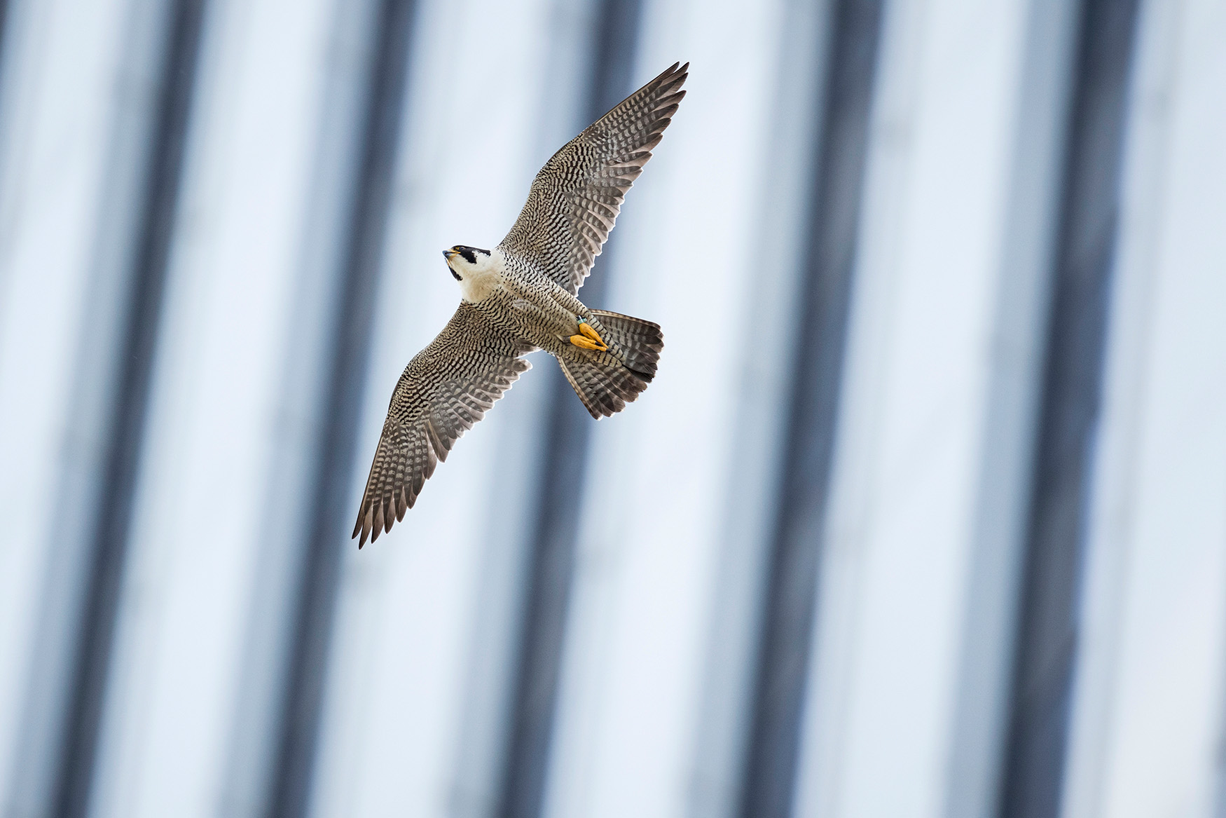 Watch overhead for Peregrine Falcons, which nest near Bryant Park. Photo: François Portmann