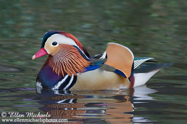 The Mandarin Duck of Central Park, while beautiful to see, was not eligible to be counted at this year's Christmas Bird Count because it is not a wild bird. Photo © Ellen Michaels