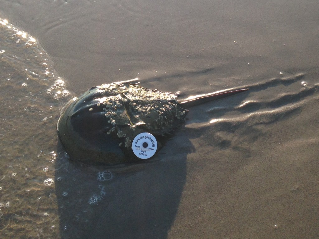 Horseshoe Crab tagged "403854" at Plumb Beach West. Photo: Andrew Martin