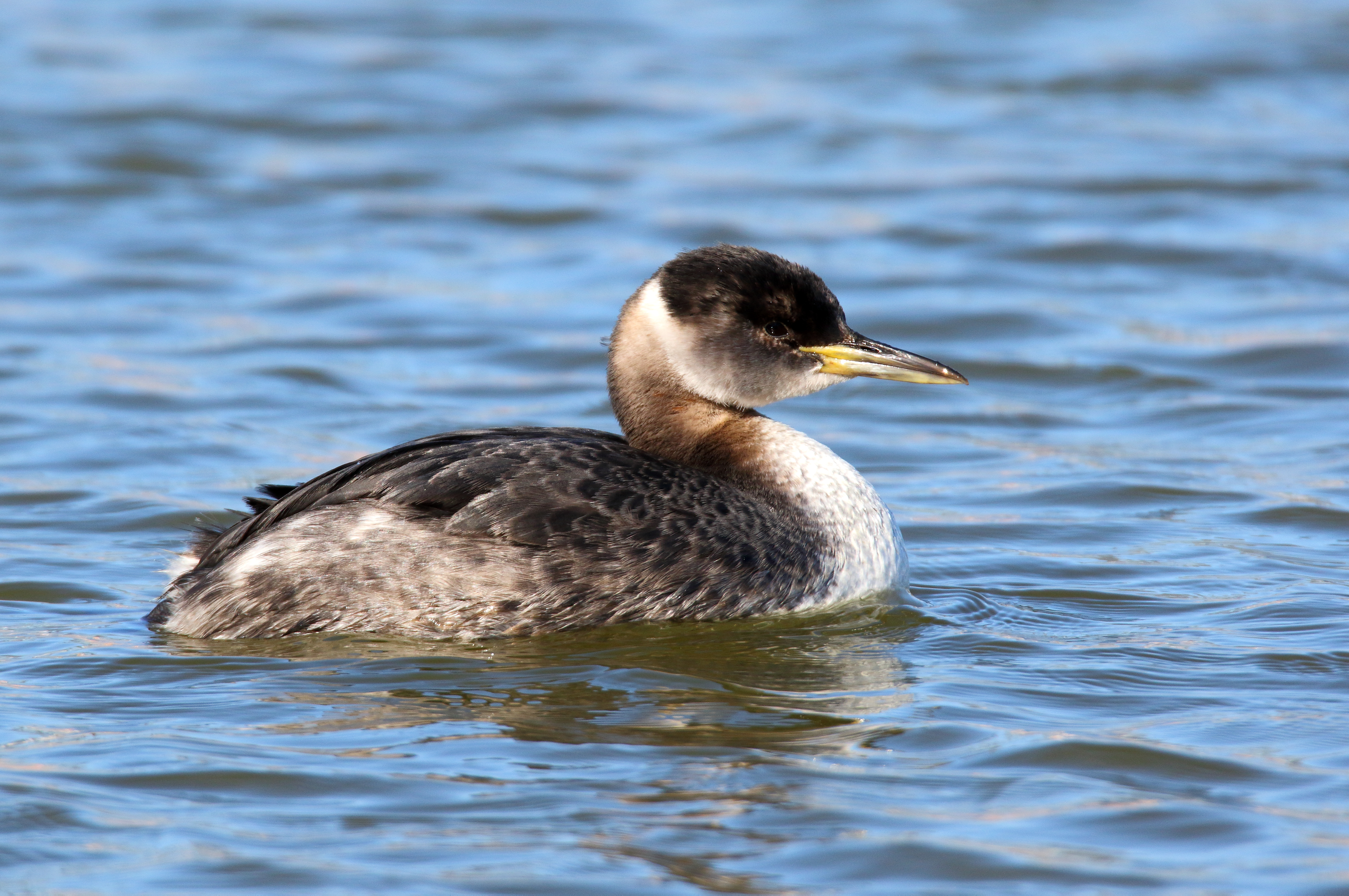 An unusual Red-necked Grebe stopped by Baisley Pond in 2015. Photo: Isaac Grant
