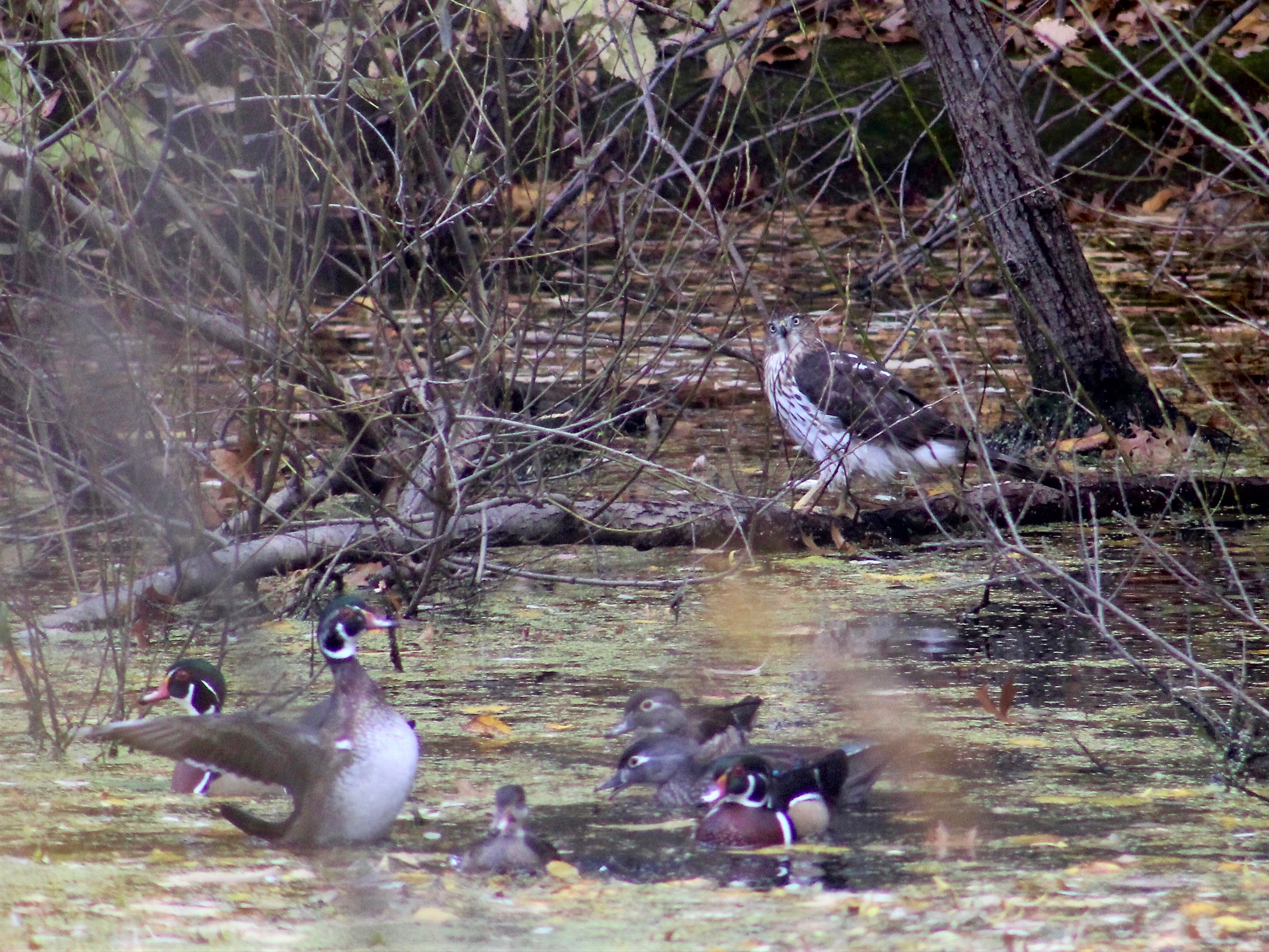 An immature Cooper’s Hawk observes a group of Wood Ducks on the Prospect Park Lake; both species breed in the park. Photo: Ryan F. Mandelbaum