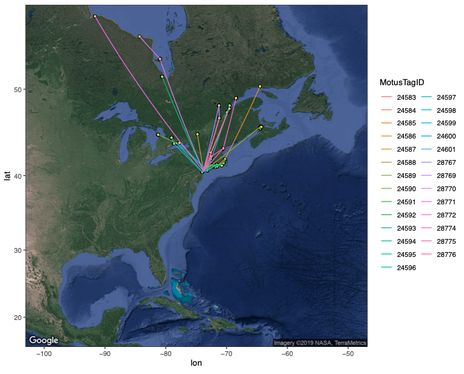 Spring migration tracks of 27 Semipalmated Sandpipers nanotagged in Jamaica Bay in 2017 and 2018. Birds were detected flying inland along the Connecticut River, along the coast of Long Island Sound and Cape Cod, and eventually at locations in Canada including Lake Ontario, the St. Lawrence River, the Bay of Fundy, Ottawa, and Hudson Bay. Photo: NYC Audubon
