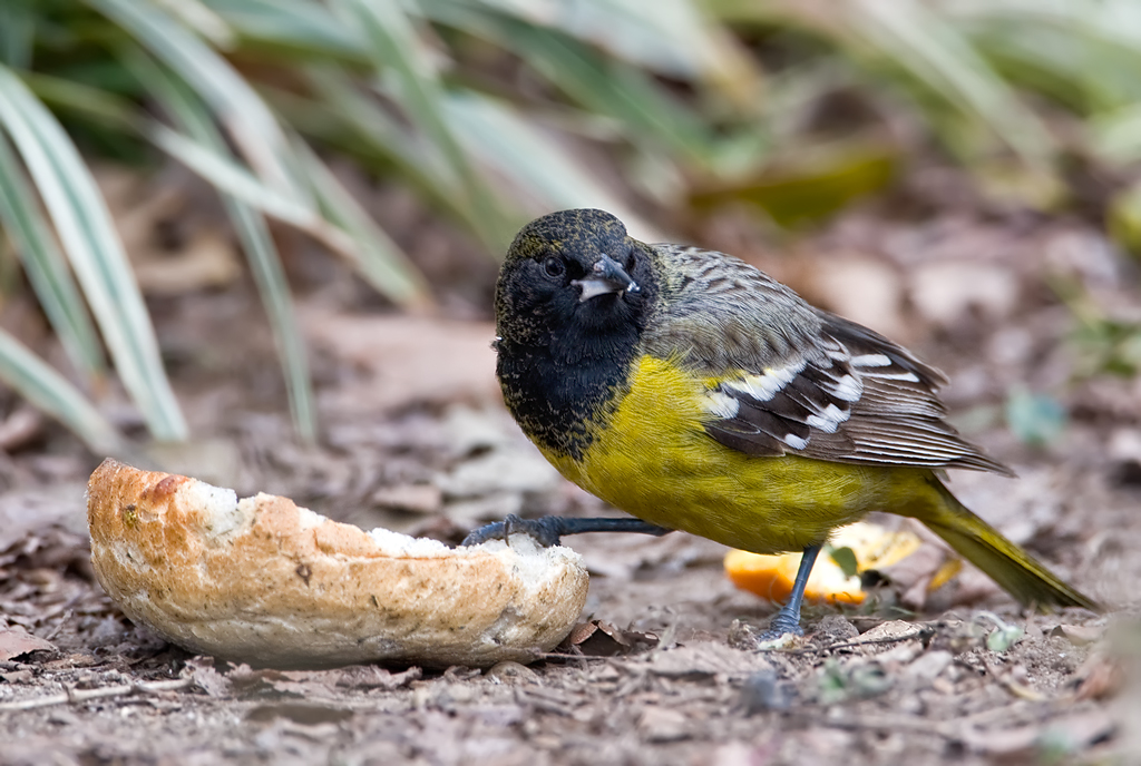 This Scott’s Oriole, an unusual visitor native to the American Southwest and Mexico, made do with the food options available in Union Square Park. Photo: David Speiser