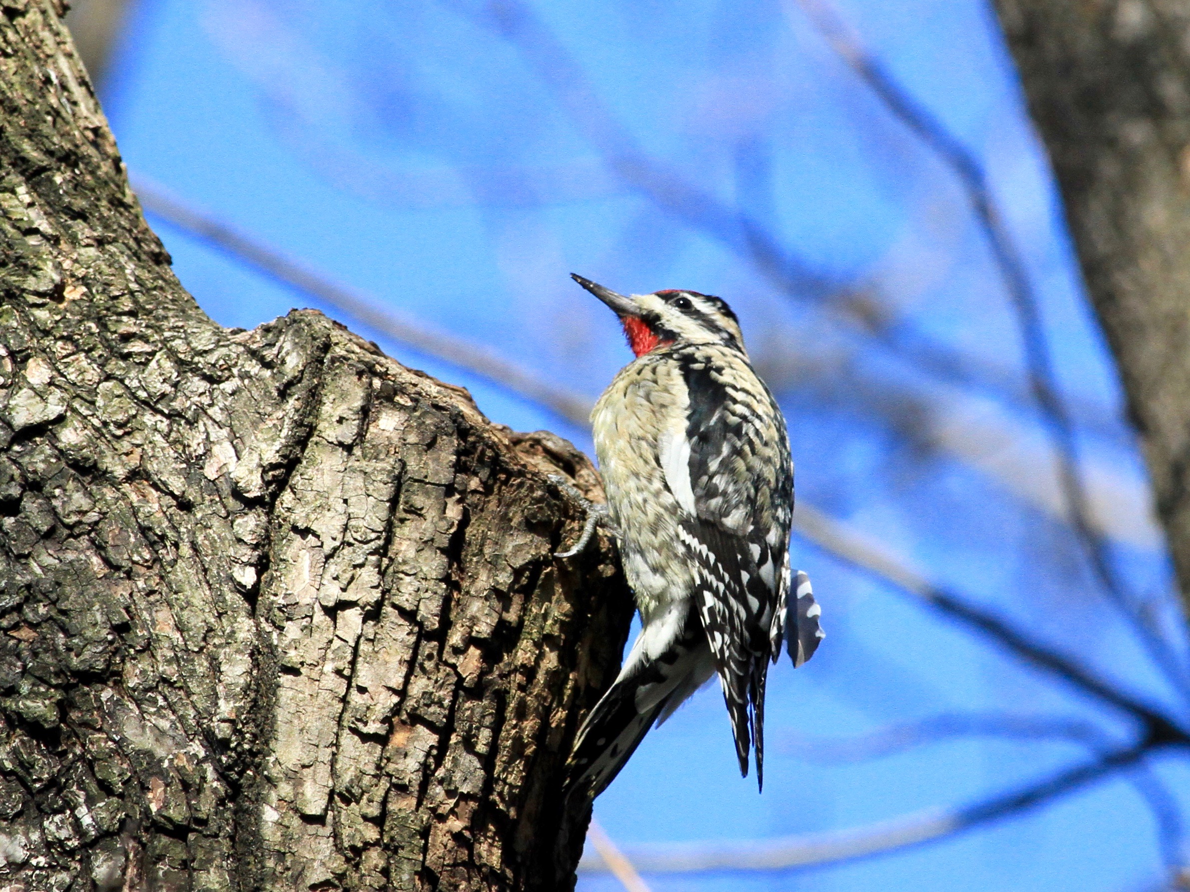 Listen for the cat-like, descending call of the Yellow-bellied Sapsucker during migration and over the winter. Photo: Loyan Beausoleil