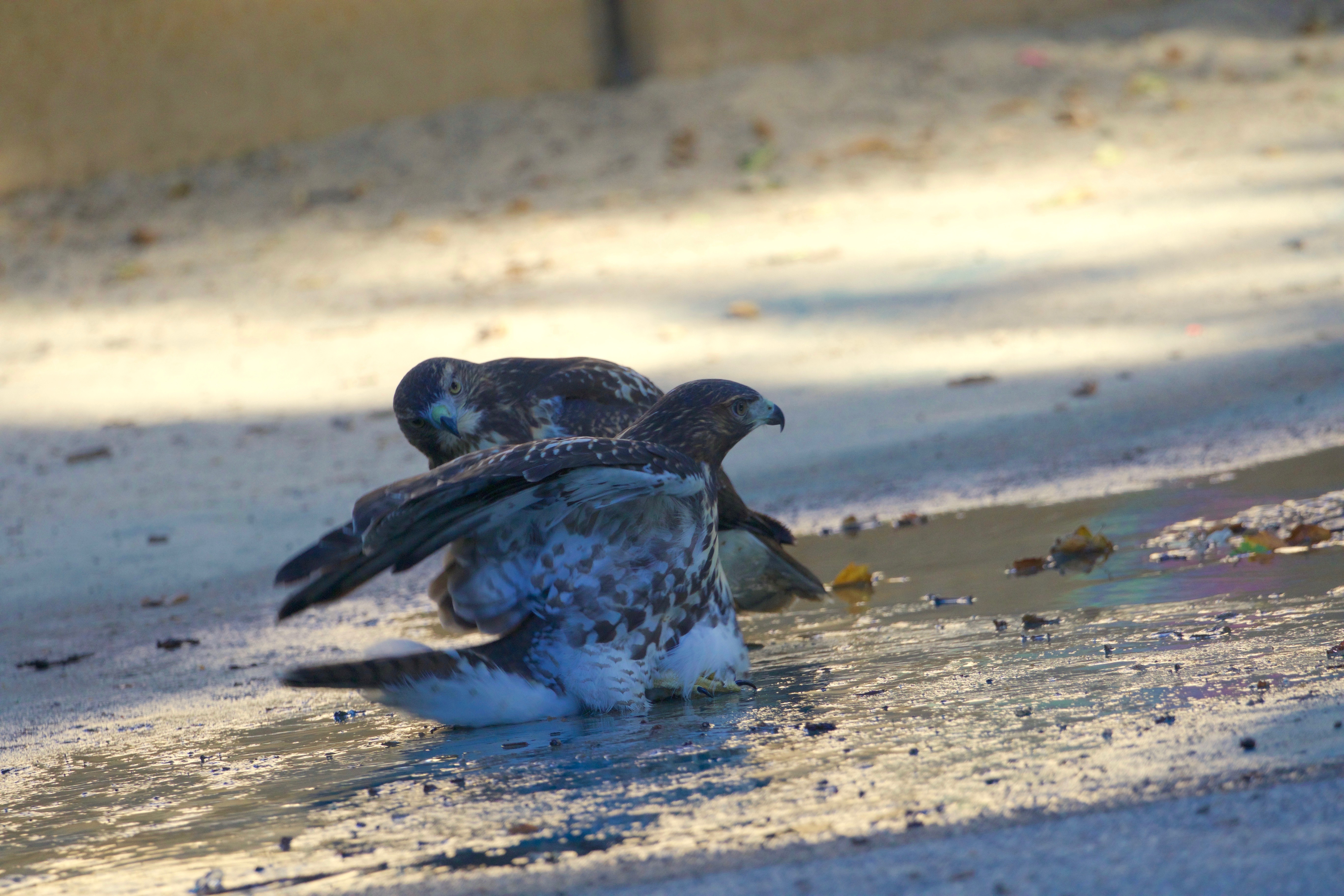 Young Red-tailed Hawks bathe in Tompkins Square Park. Photo: Jean Shum
