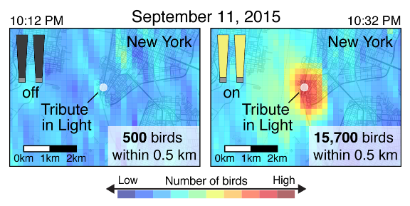 Images above were taken 20 minutes apart during the 2015 Tribute in Light and show concentrations of birds on radar with light beams turned off (left) and turned on (right). Figure adapted from 'High-intensity urban light installation dramatically alters nocturnal bird migration' published in Proceedings of the National Academy of Sciences, September 2017.