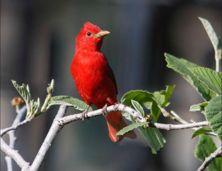 A Summer Tanager was an unusual visitor to Tompkins Square Park. Photo: Dennis Edge