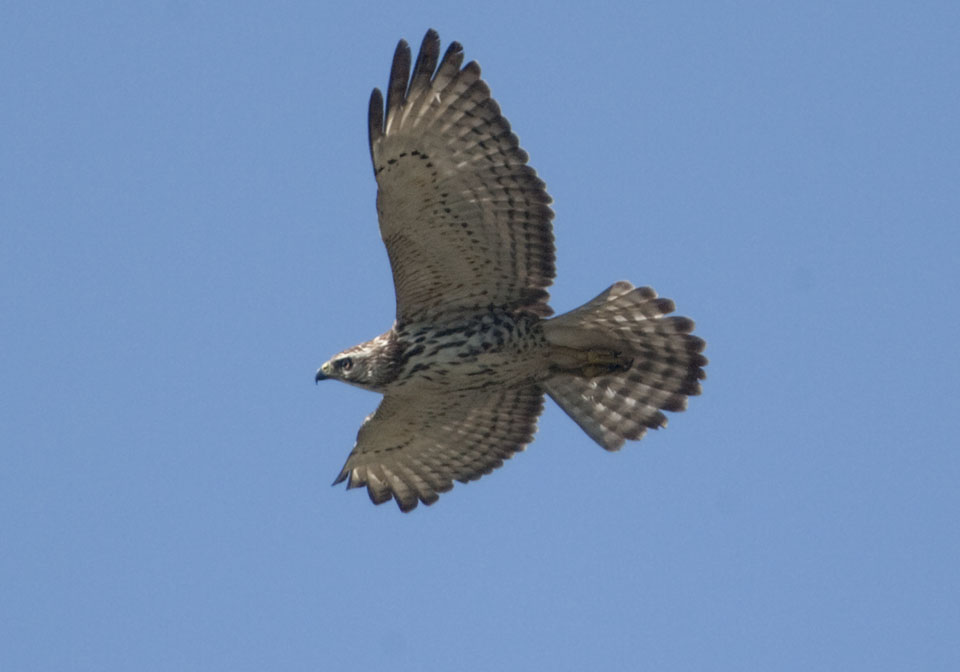 A migrating immature Broad-winged Hawk. Photo: Steve Nanz