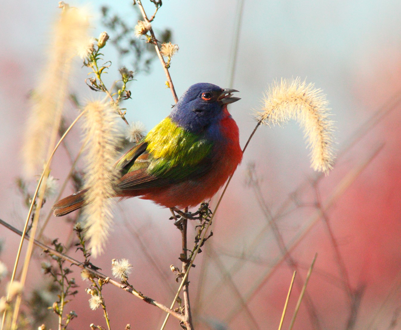 One of Prospect Park’s most famous sightings, this male Painted Bunting appeared in the park in late 2015. Photo: ccho/CC BY-NC-ND 2.0