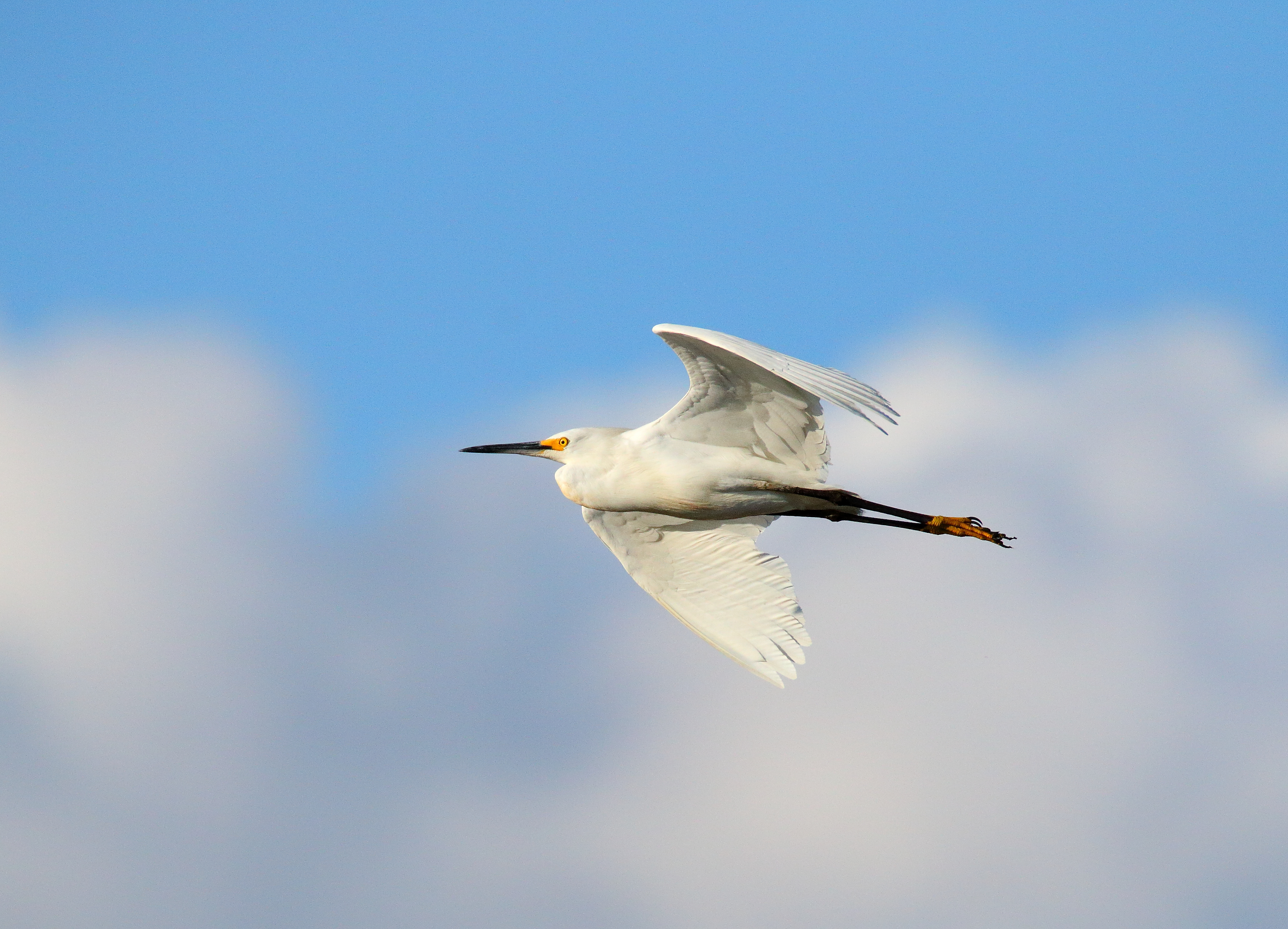 Snowy Egrets and othe waders come to forage at Goethals Bridge Pond. Photo: Isaac Grant