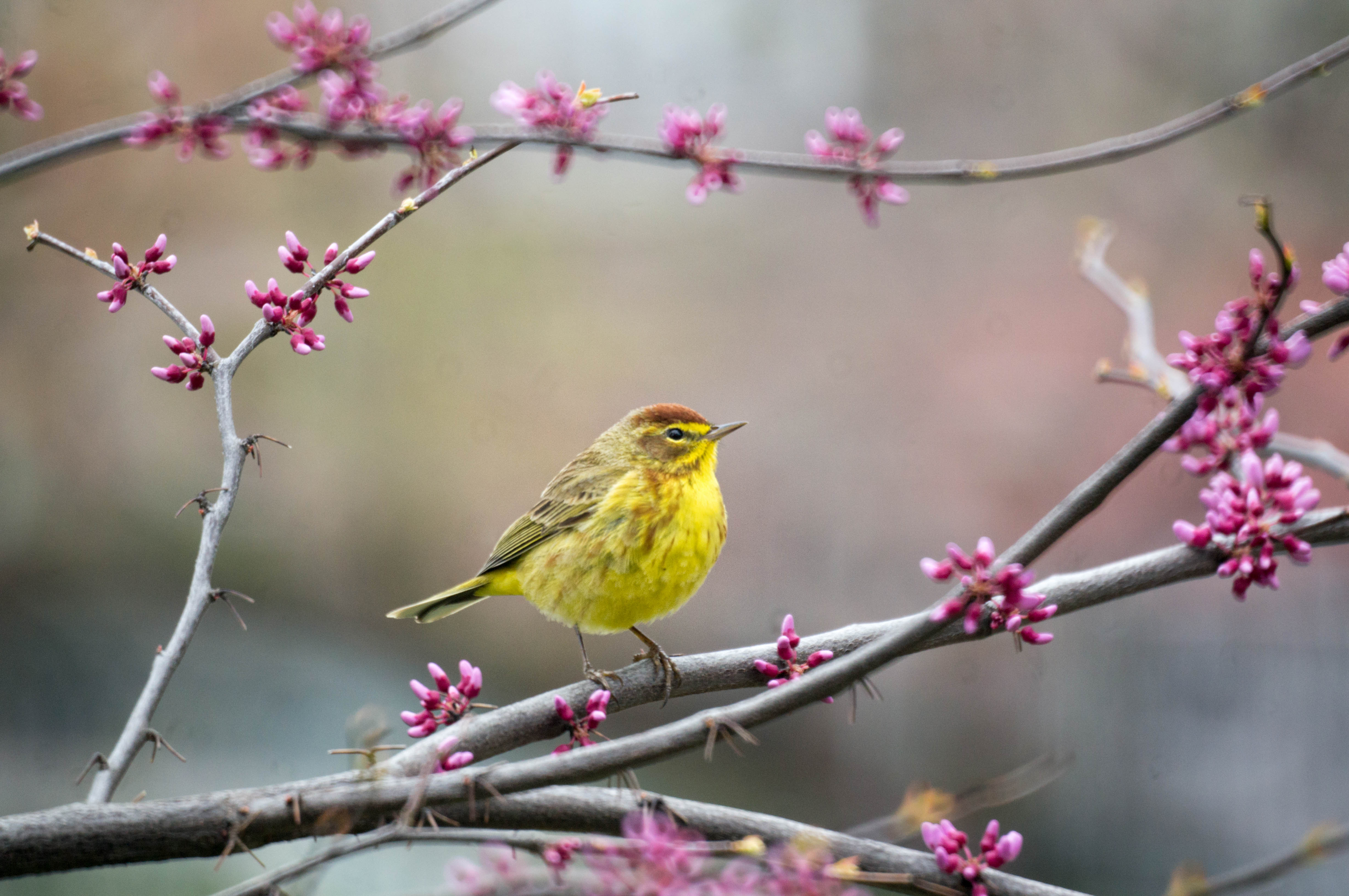 A Palm Warbler visits Green-Wood Cemetery in the springtime. Photo: Will Pollard/CC BY-ND 2.0