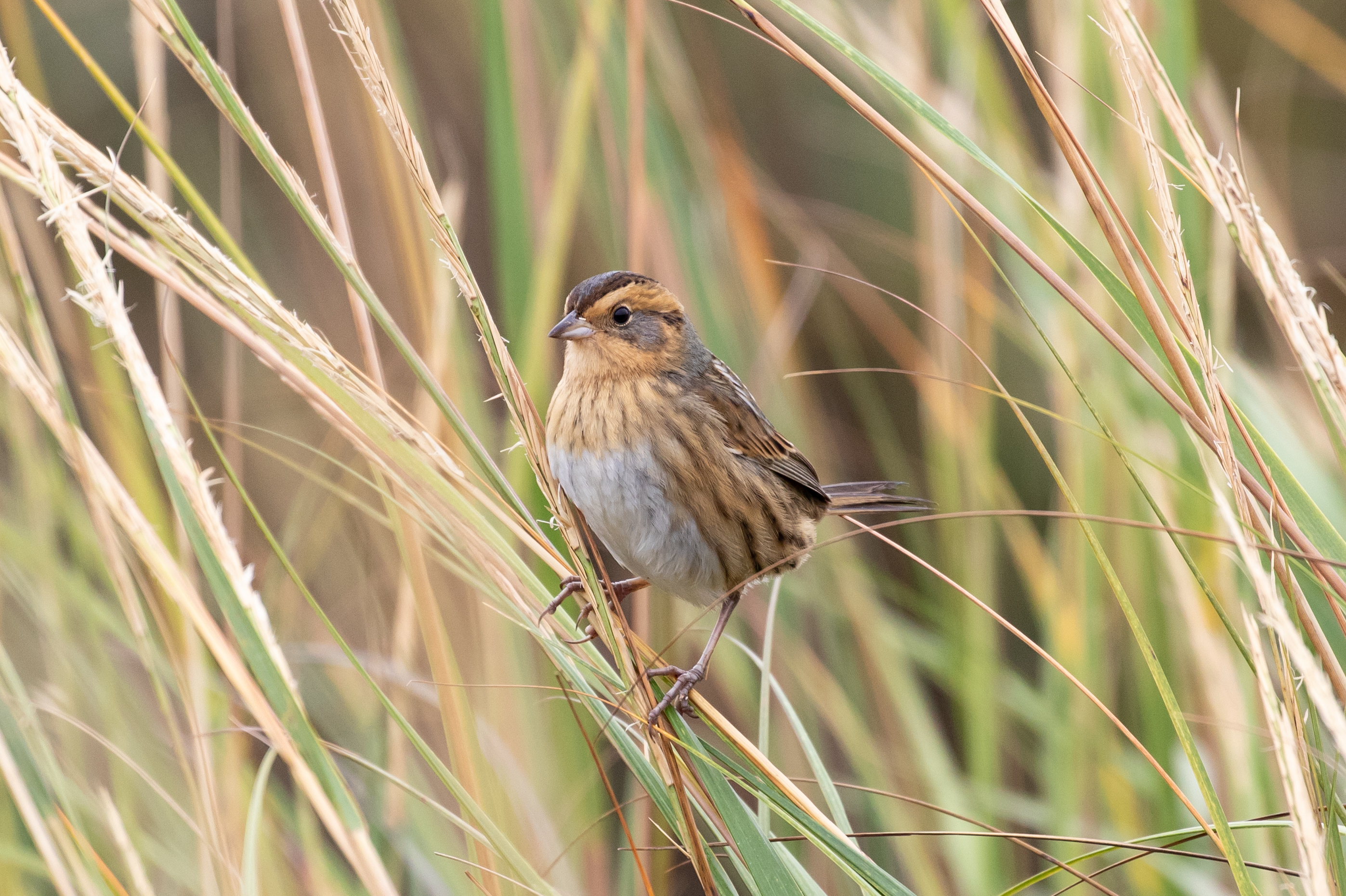A Nelson’s Sparrow stopped by Plumb Beach during fall migration. Photo: Ryan F. Mandelbaum