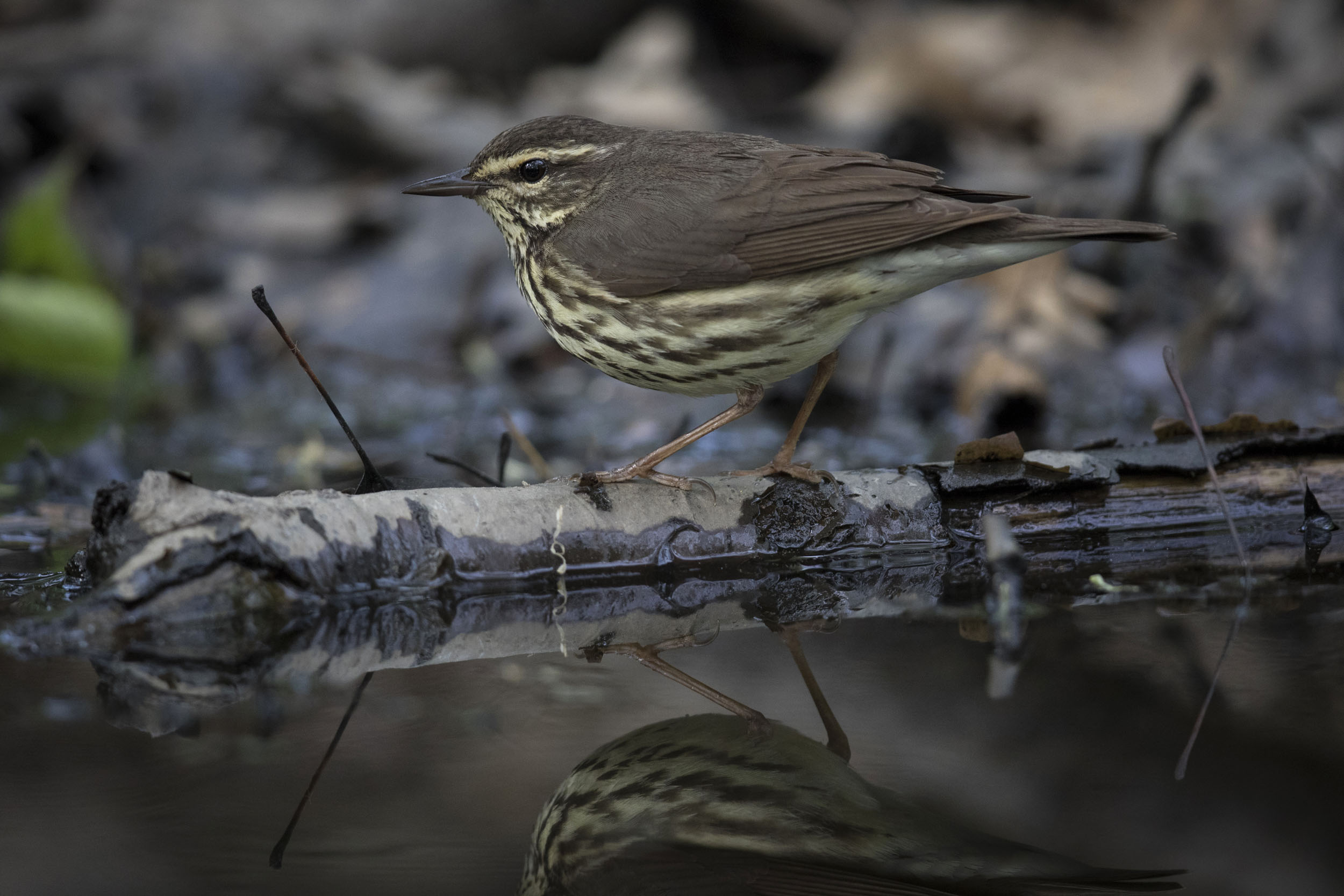 Check for waterthrushes (here, a Northern) at the Balcony Bridge. Photo: François Portmann