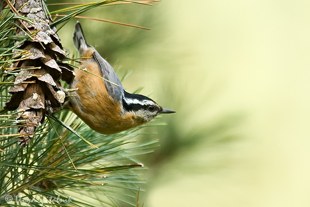 The nasal call of the Red-breasted Nuthatch can be heard during migration and over the winter; numbers vary from year to year. Photo: <a href=\"https://www.lloydspitalnik.com/index\" target=\"_blank\">Lloyd Spitalnik</a>