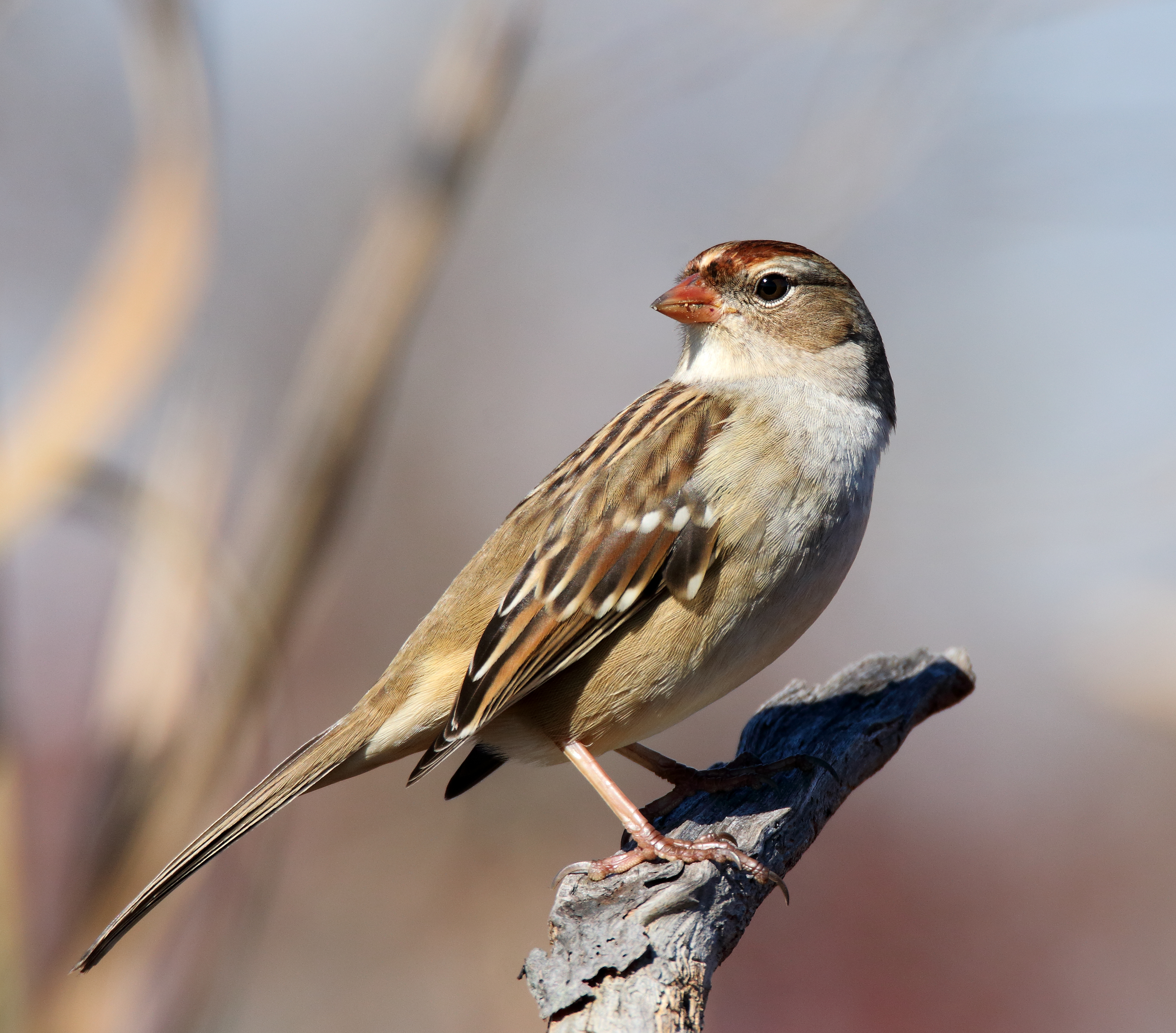 The immature White-crowned Sparrow has a chestnut and tan striped cap. Photo: Isaac Grant