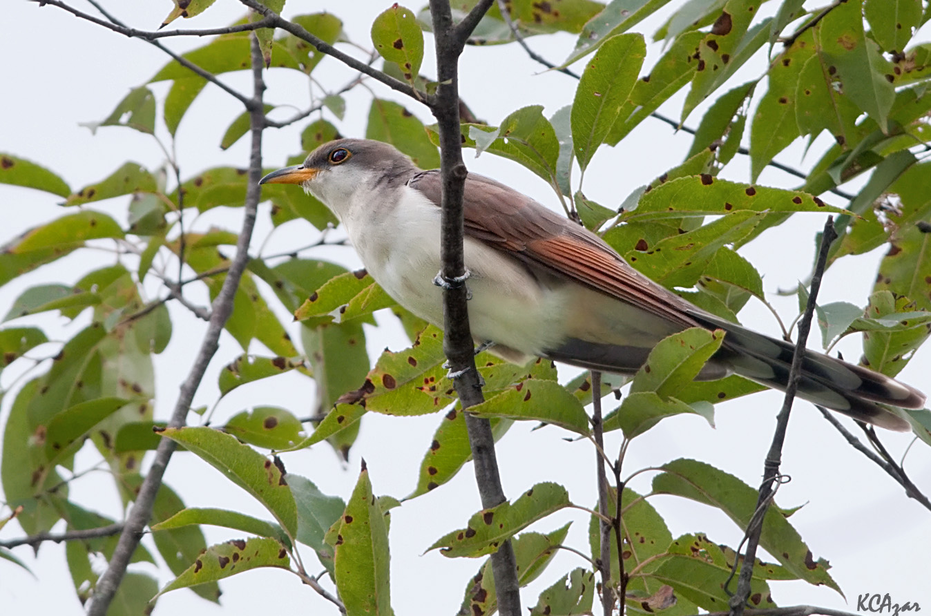 Listen for the slow \"cuk cuk cuk\" of the Yellow-billed Cuckoo at Mount Loretto. Photo: Kelly Colgand Azar/CC BY-ND 2.0