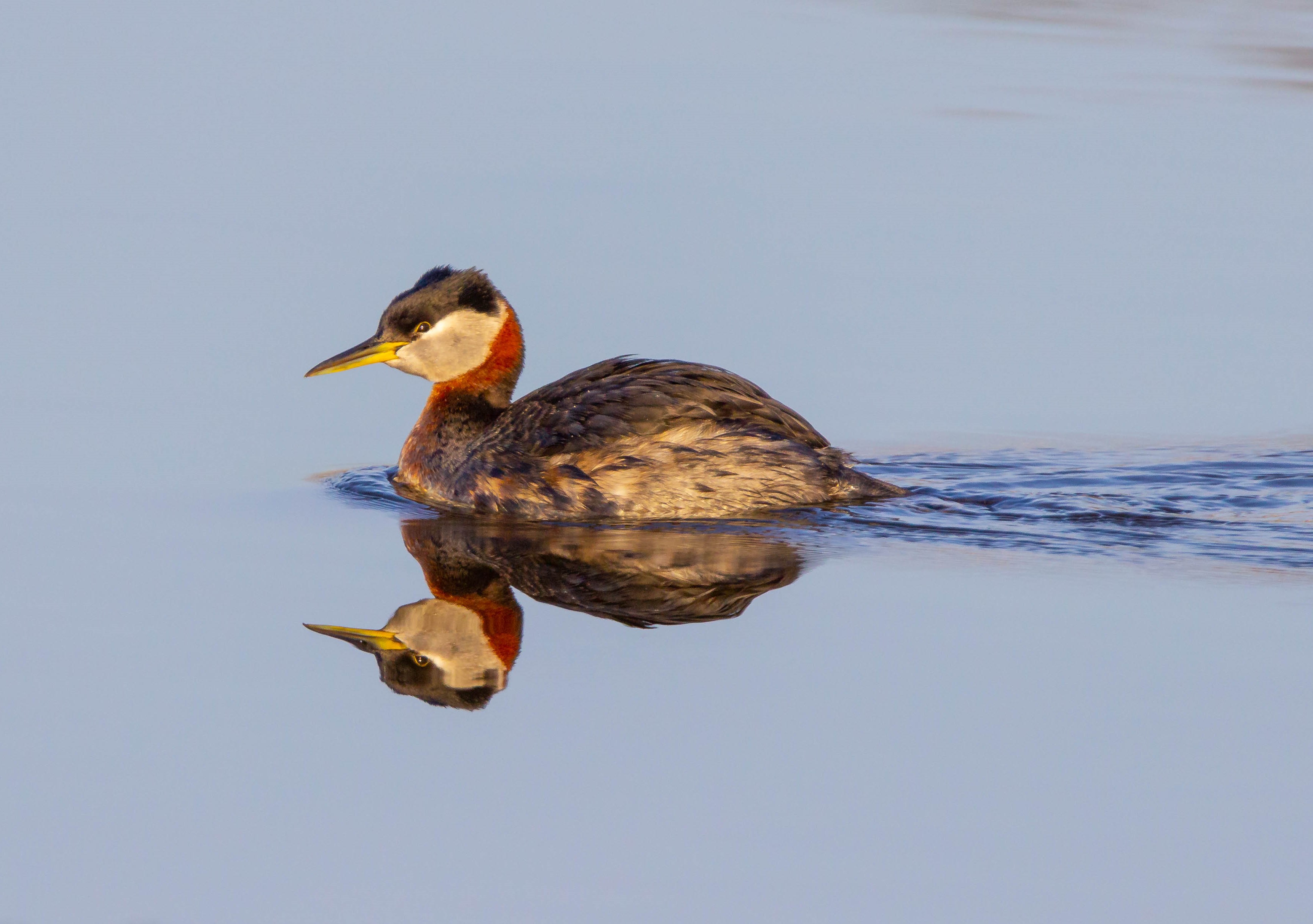 A late, breeding-plumaged Red-necked Grebe observed from Lemon Creek Park. Photo: Lawrence Pugliares