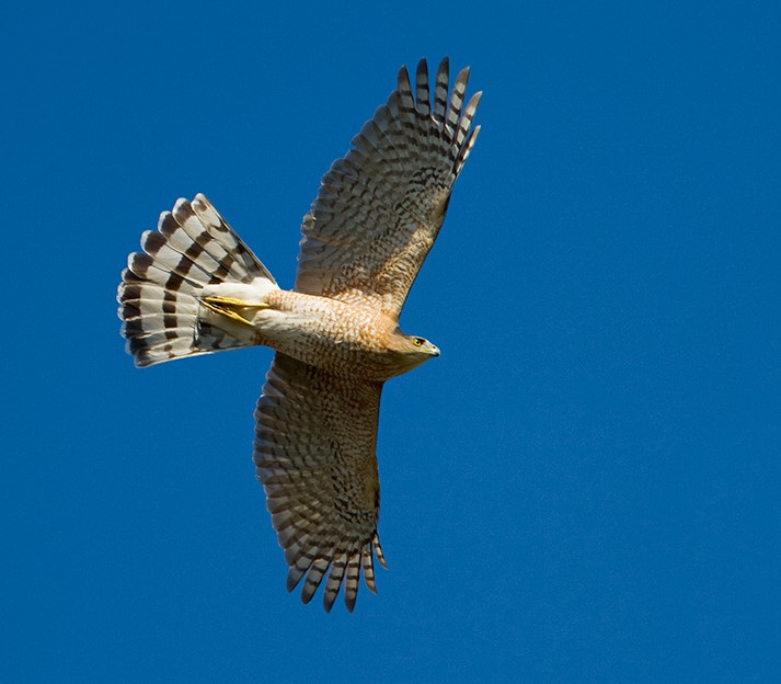 Raptors like the Cooper’s Hawk migrate through Central Park; this species also spends the winter in the park. Photo: François Portmann
