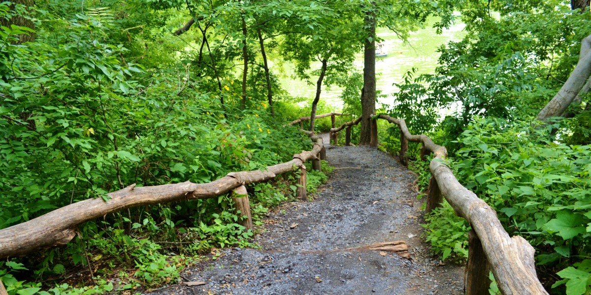 A naturally managed woodland area of the Central Park Ramble. Photo: gigi_NYC/CC BY-NC-ND 2.0