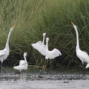 Great and Snowy Egrets display during breeding season in the Jamaica Bay Wildlife Refuge, Queens. Photo: <a href="https://www.facebook.com/don.riepe.14" target="_blank" >Don Riepe</a>