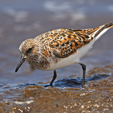 Those used to seeing Sanderlings in their pale winter plumage can be surprised at the bright colors of the male’s breeding plumage. (The female’s upperparts are a more subdued beige-brown during breeding season.) <a href="https://www.flickr.com/photos/myfwcmedia/44066309300" target="_blank" >Photo</a>: Lisa Kennedy/<a href="https://creativecommons.org/licenses/by-nc-nd/2.0/" target="_blank" >CC BY-NC-ND 2.0</a>