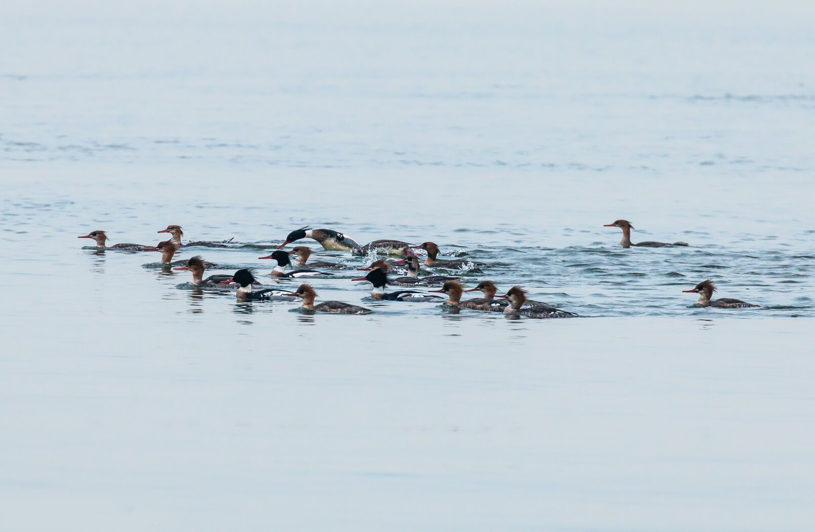 A flock of Red-breasted Mergansers fish together off the beach of Mount Loretto Unique Area. Photo: Lawrence Pugliares