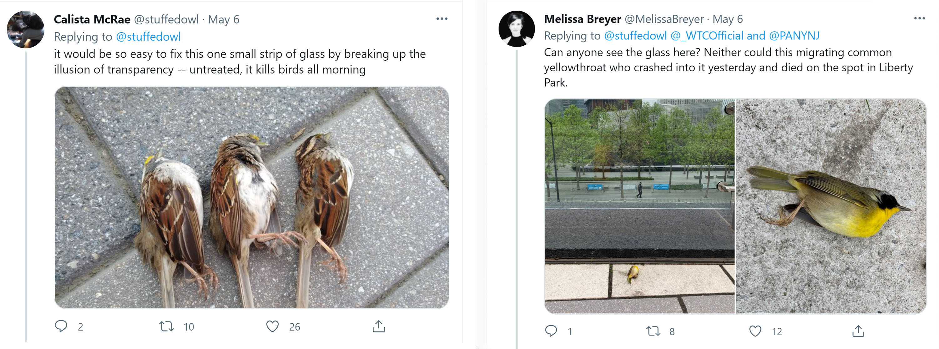 Tweets from Calista McRae (showing three White-throated Sparrows) and Melissa Breyer last spring brought needed attention to the preventable deaths of songbirds at Liberty Park.