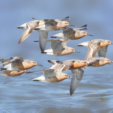 Rufa Red Knots flying in formation. The migration of this threatened shorebird is among the longest of any animal—as much as 9,300 miles, both spring and fall. Photo: <a href="https://www.lilibirds.com/" target="_blank" >David Speiser</a>