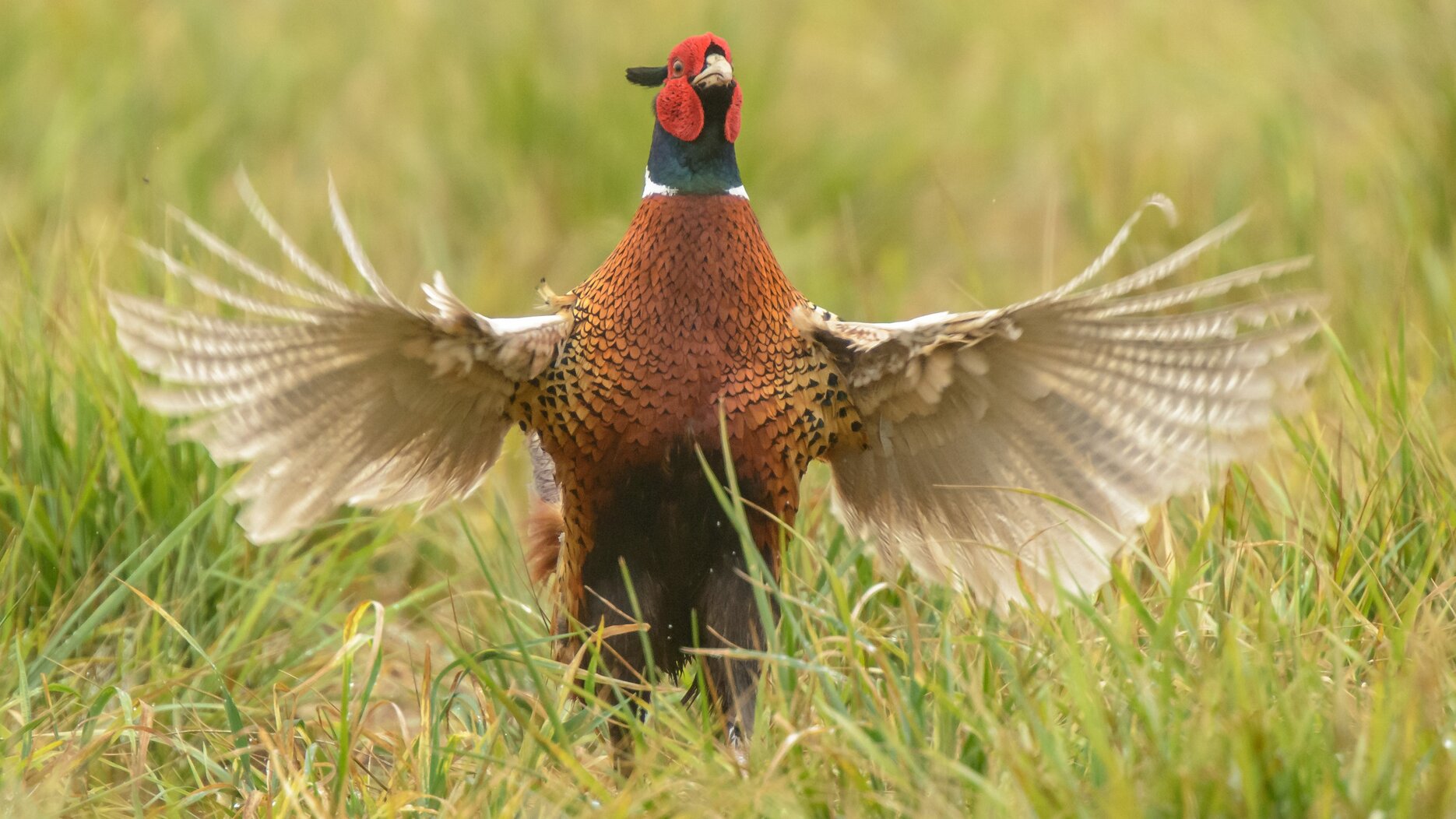 A male Ring-necked Pheasant performing a “drumming” breeding display. Photo: Steven Kersting/CC BY-NC-ND 2.0
