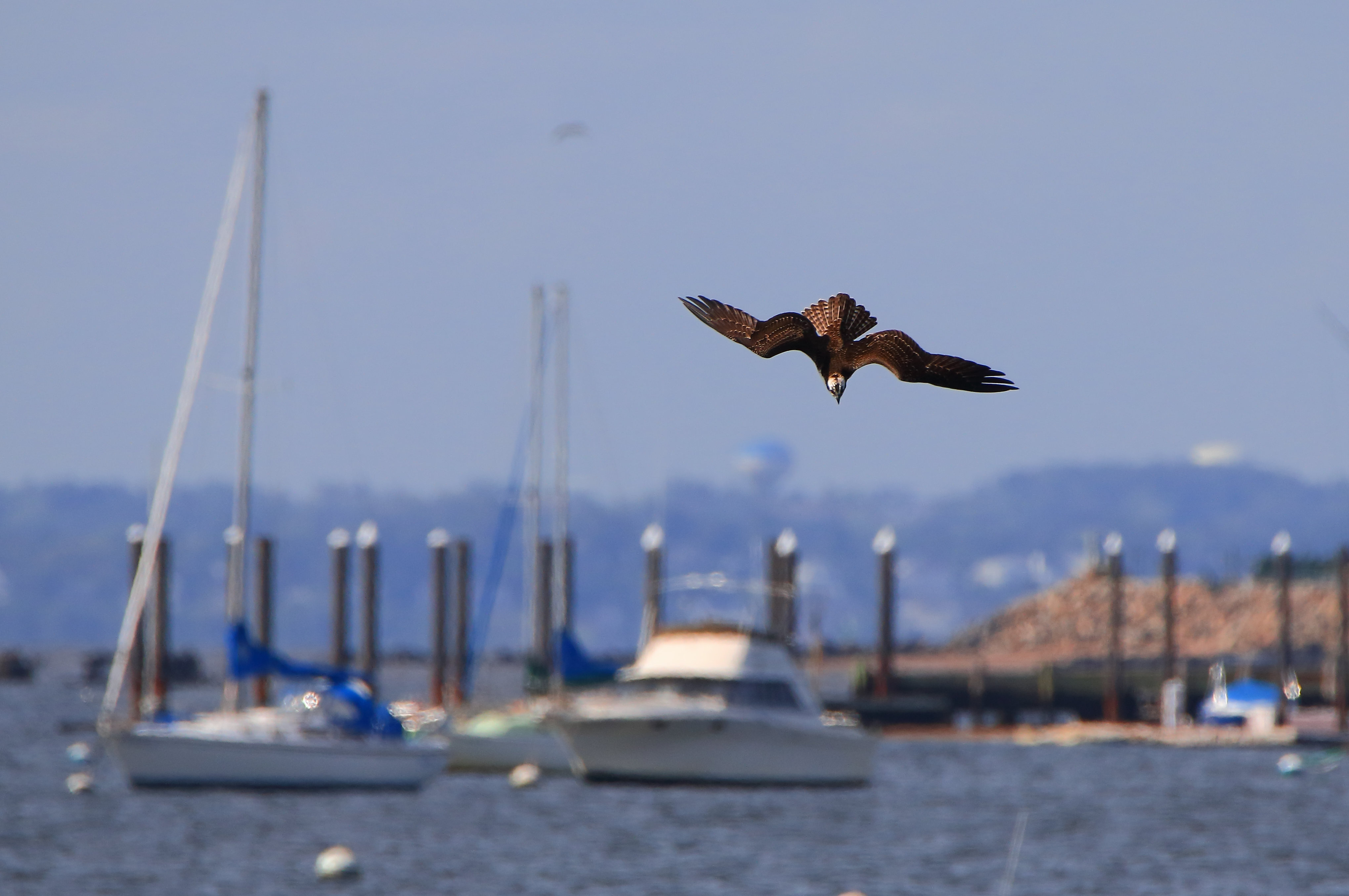 An Osprey dives in Great Kills Harbor. Photo: <a href="https://www.flickr.com/photos/51819896@N04/" target="_blank">Lawrence Pugliares</a>