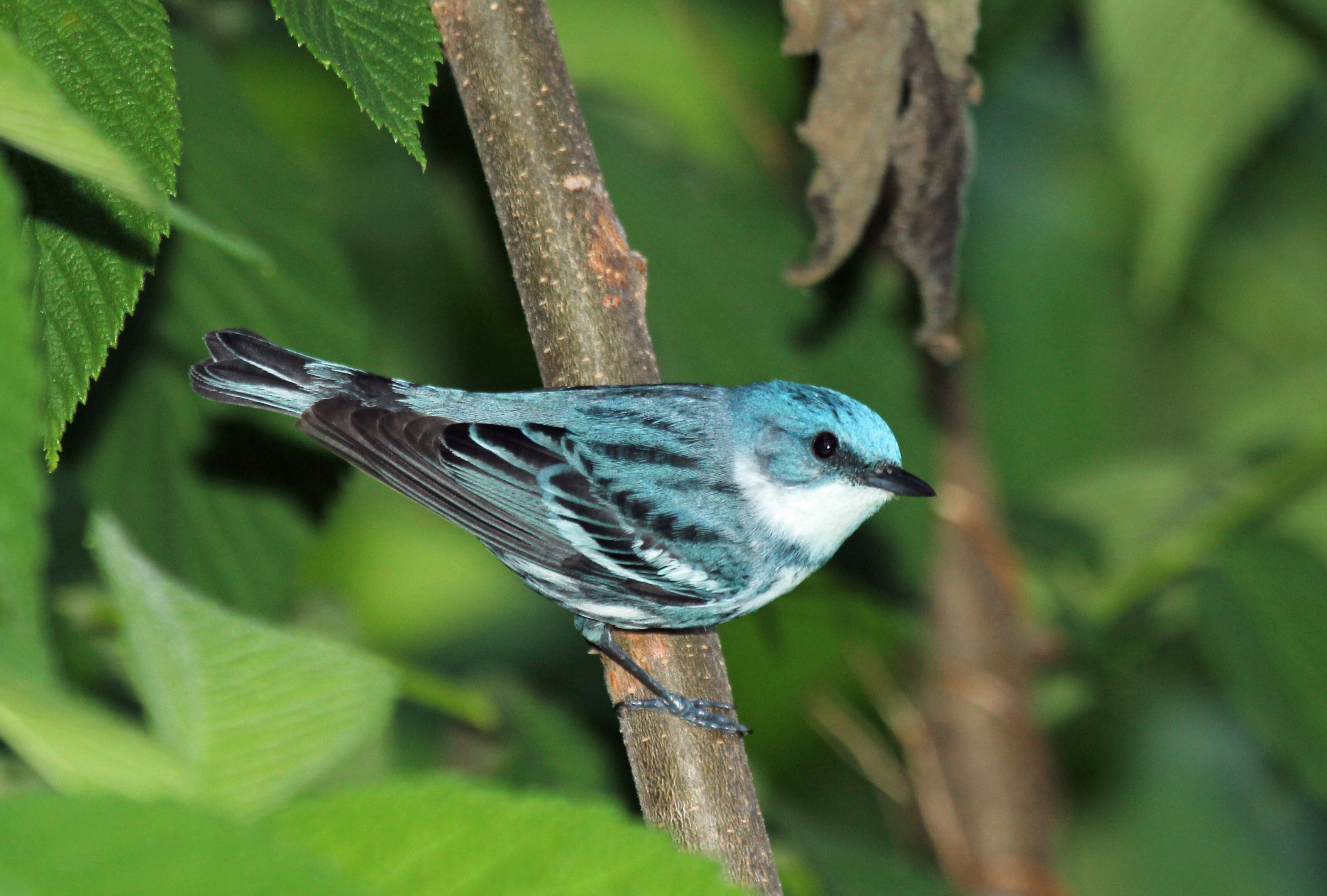 The population of Cerulean Warblers, which nest in older deciduous forests, declined 72 percent between 1970 and 2014, according to Partners in Flight. <a href="https://www.flickr.com/photos/warblerlady/14483004972/" target="_blank" >Photo</a>: Melanie C. Underwood/<a href="https://creativecommons.org/licenses/by-nd/2.0/" target="_blank" >CC BY-ND 2.0</a>