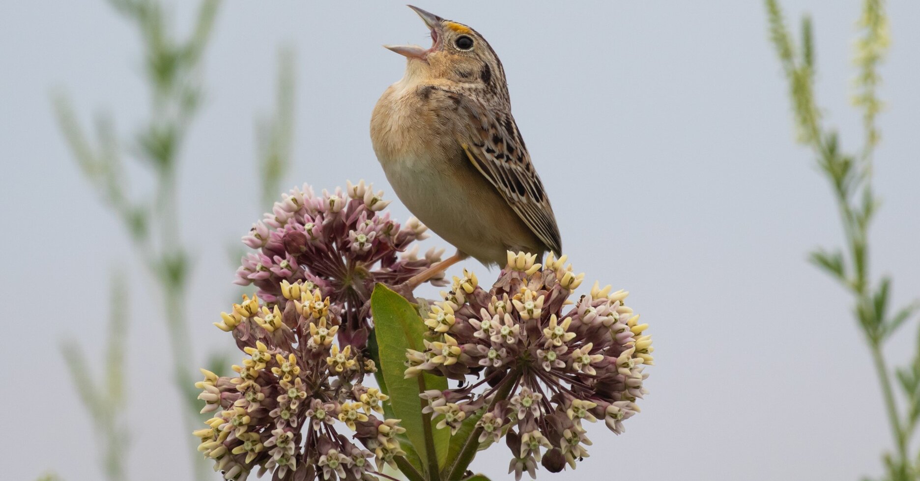 Grasshopper Sparrows are now breeding in Freshkills Park. Photo: Ryan Mandelbaum/CC BY 2.0