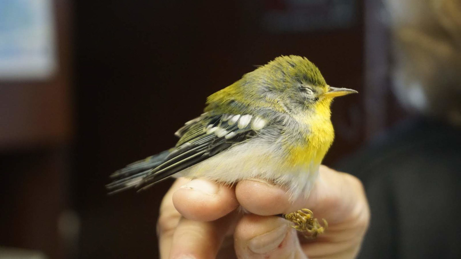 A stunned Northern Parula, a songbird that collided with a building in Manhattan’s Flatiron neighborhord and was found by a Project Safe Flight Collisions monitor in Fall 2019. Photo: NYC Audubon