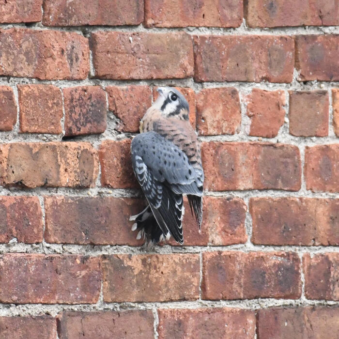 A Young American Kestrel climbs its way back to safety. Photo: Tim Healy