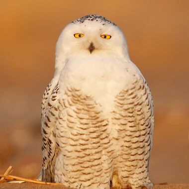 Snowy Owls occasionally stop by the beaches and dunes of Great Kills Park in the wintertime. Photo: <a href="https://www.flickr.com/photos/120553232@N02/" target="_blank">Isaac Grant</a>