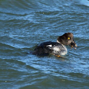 A wintering female Common Goldeneye finds a tasty morsel off the coast of Conference House Park. Photo: <a href="https://www.flickr.com/photos/120553232@N02/" target="_blank">Isaac Grant</a>