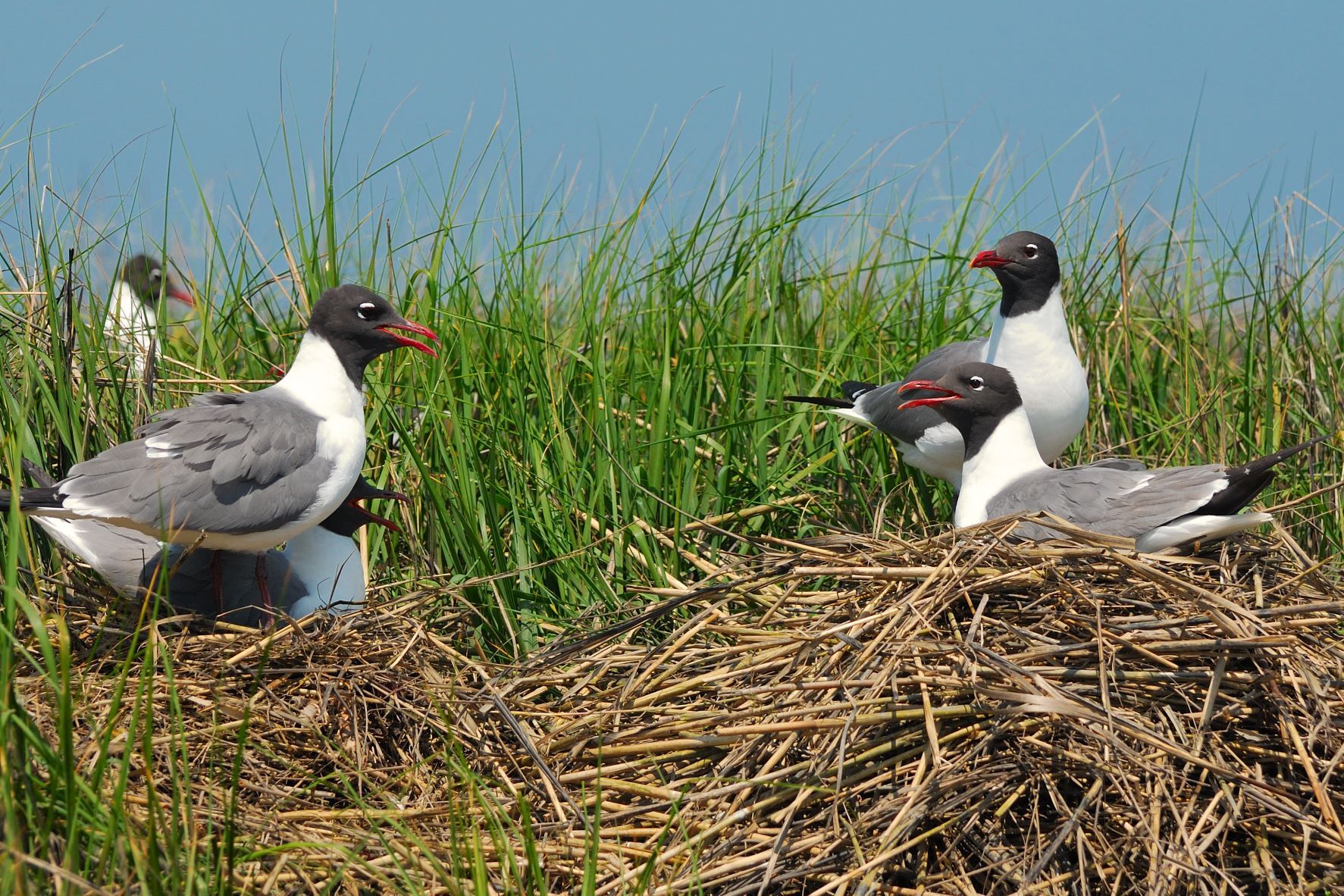Laughing Gulls nest in salt marsh, on vegetation that may float during high tide. Photo: Alberto V05/<a href="https://creativecommons.org/licenses/by-nc/2.0/" target="_blank" >CC BY-NC 2.0</a>