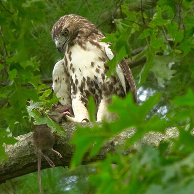 Red-tailed Hawks nest in several locations along the Hudson River. Photo: <a href="https://www.instagram.com/paulawaldron/" target="_blank">Paula Waldron</a>
