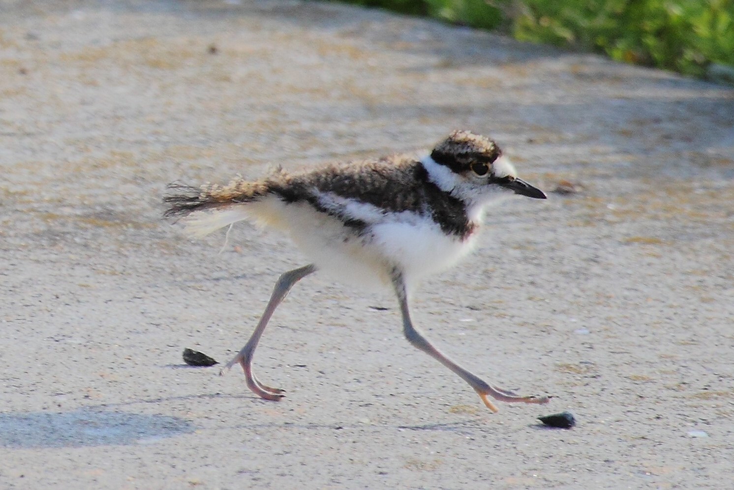 On your way in to Great Kills Park during the warmer months, look for Killdeer and their young. Photo: <a href="https://www.flickr.com/photos/51819896@N04/" target="_blank">Lawrence Pugliares</a>