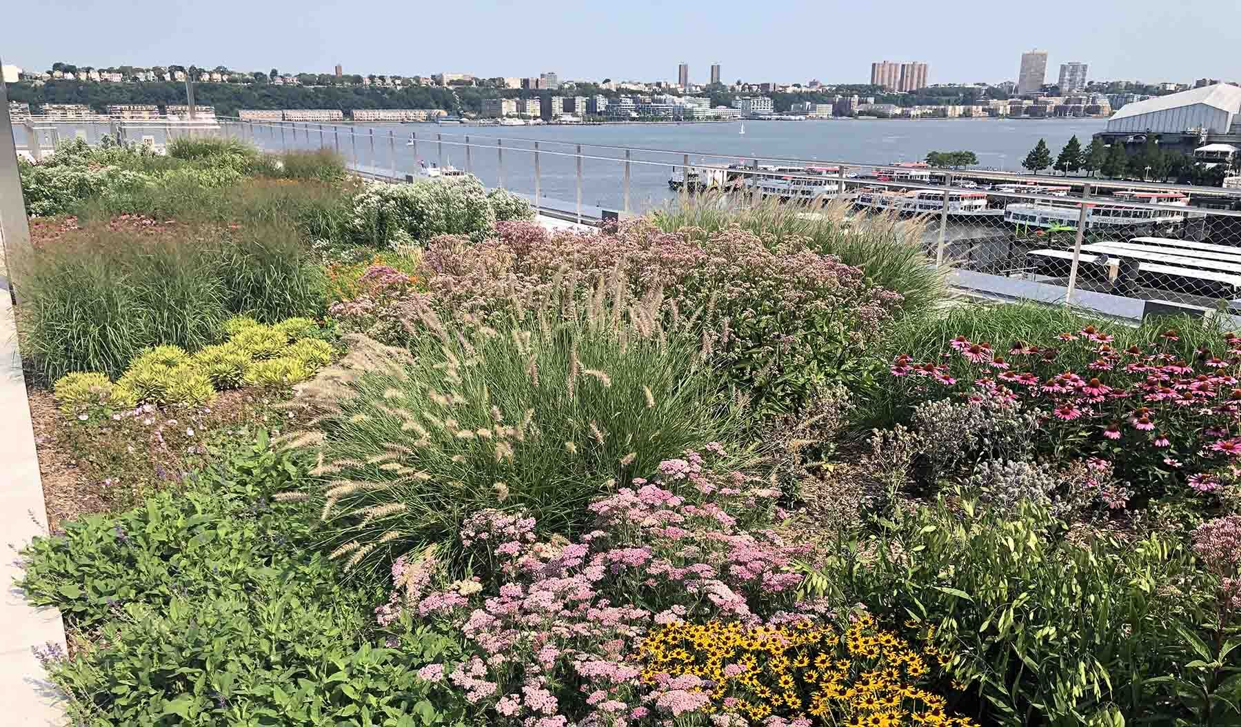 The pollinator garden atop the Javits Center absorbs rain water and provides stopover habitat for migrating birds. Photo: Javits Center