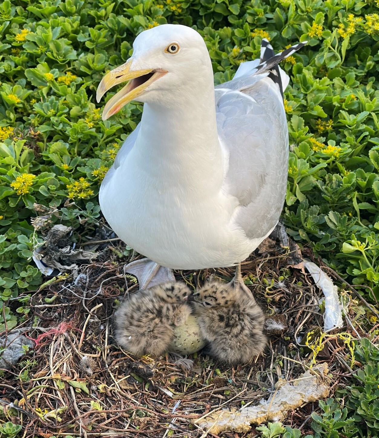 A Herring Gull parent with two chicks and an egg, on the sedum of the original Javits Center green roof. Photo: Allison Starks